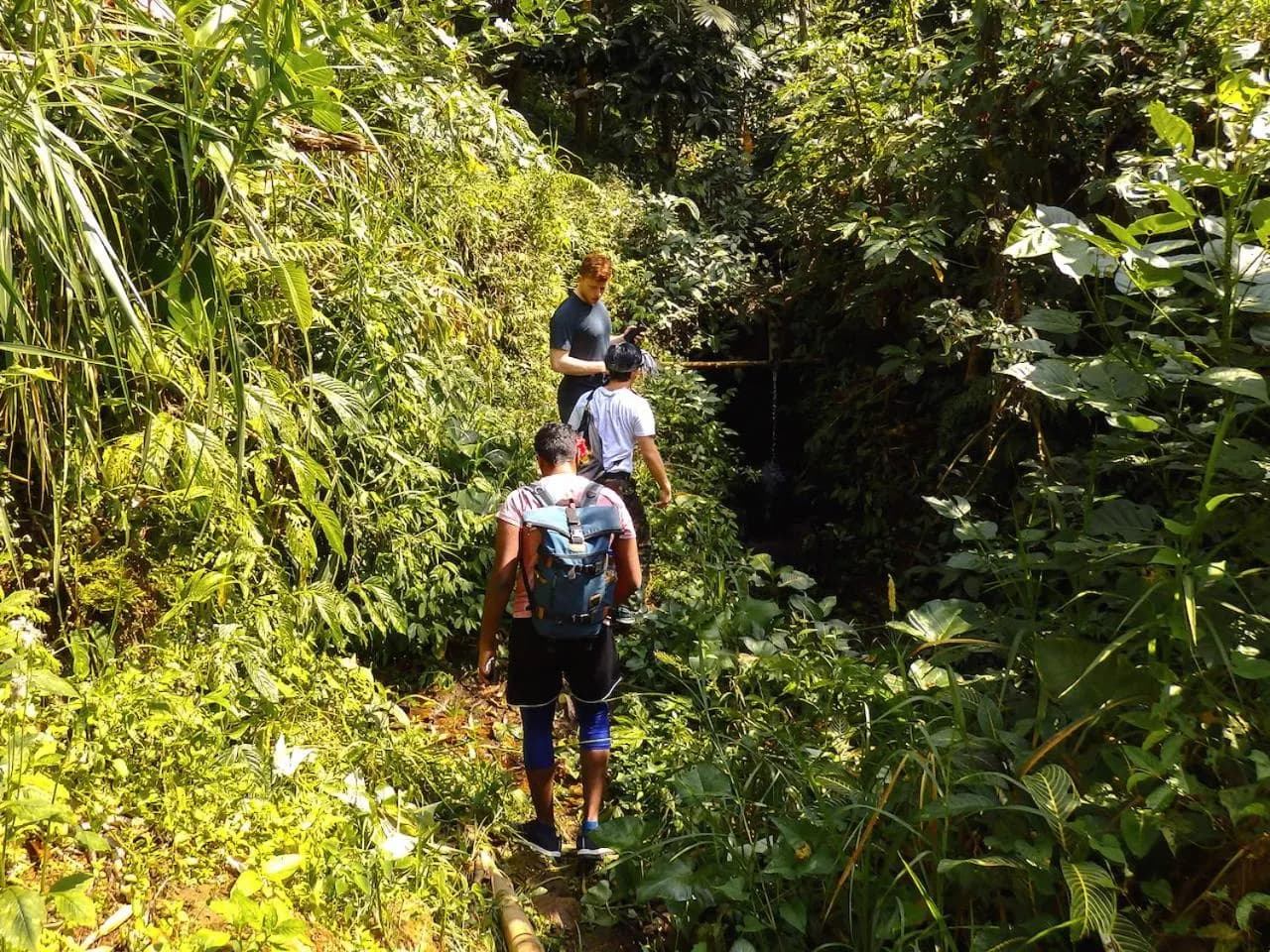 Hikers on a narrow trail through dense montane forest