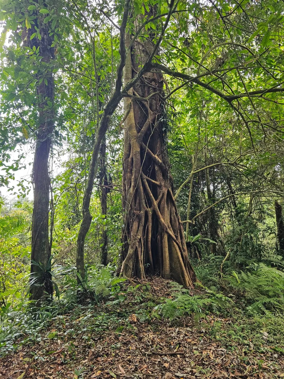 A strangler fig with twisting roots in the mountain rainforest