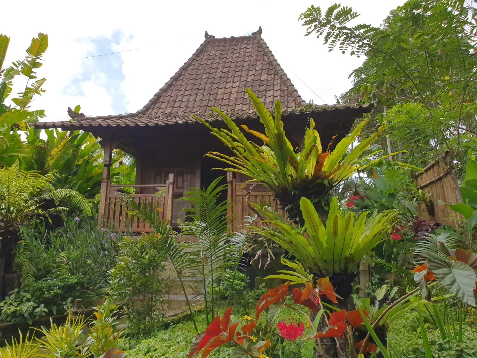 The Gladak House and its tiled roof behind bird's-nest ferns and flowering shrubs