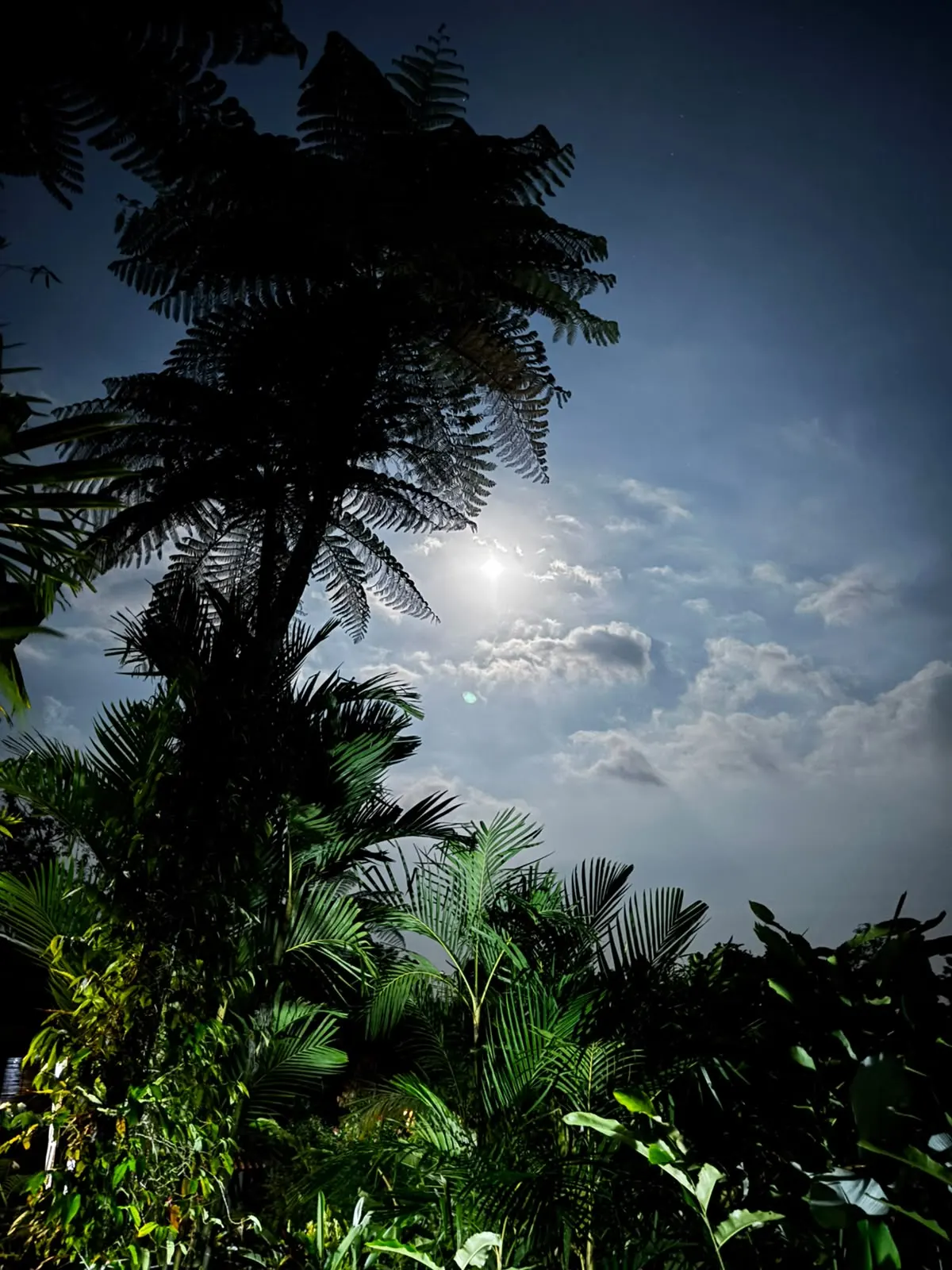 A tree fern silhouetted against a moonlit sky above the garden