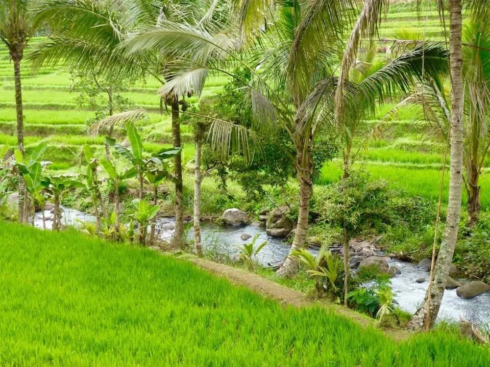 A clear stream running between coconut palms and rice paddies