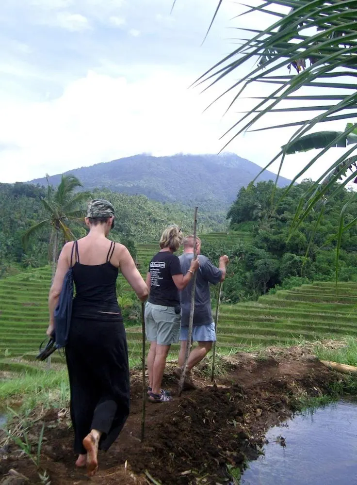 Trekkers on a path between terraced rice fields