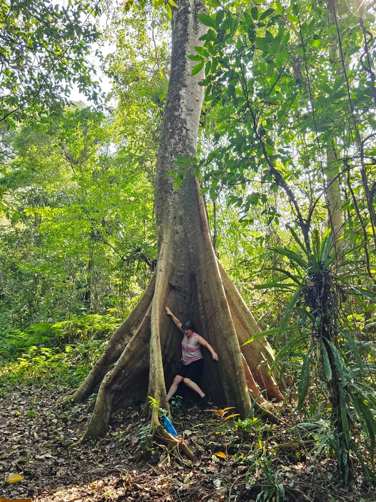 A giant buttress-rooted tree on a rainforest walk, a walker at its base for scale