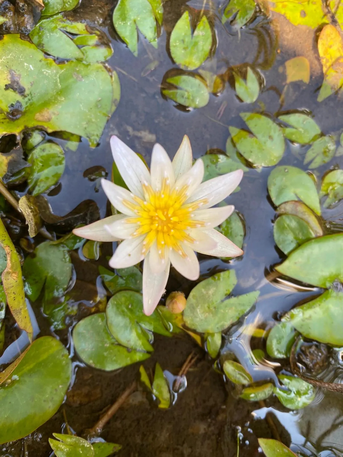 A white water lily floating among lily pads in the garden pond