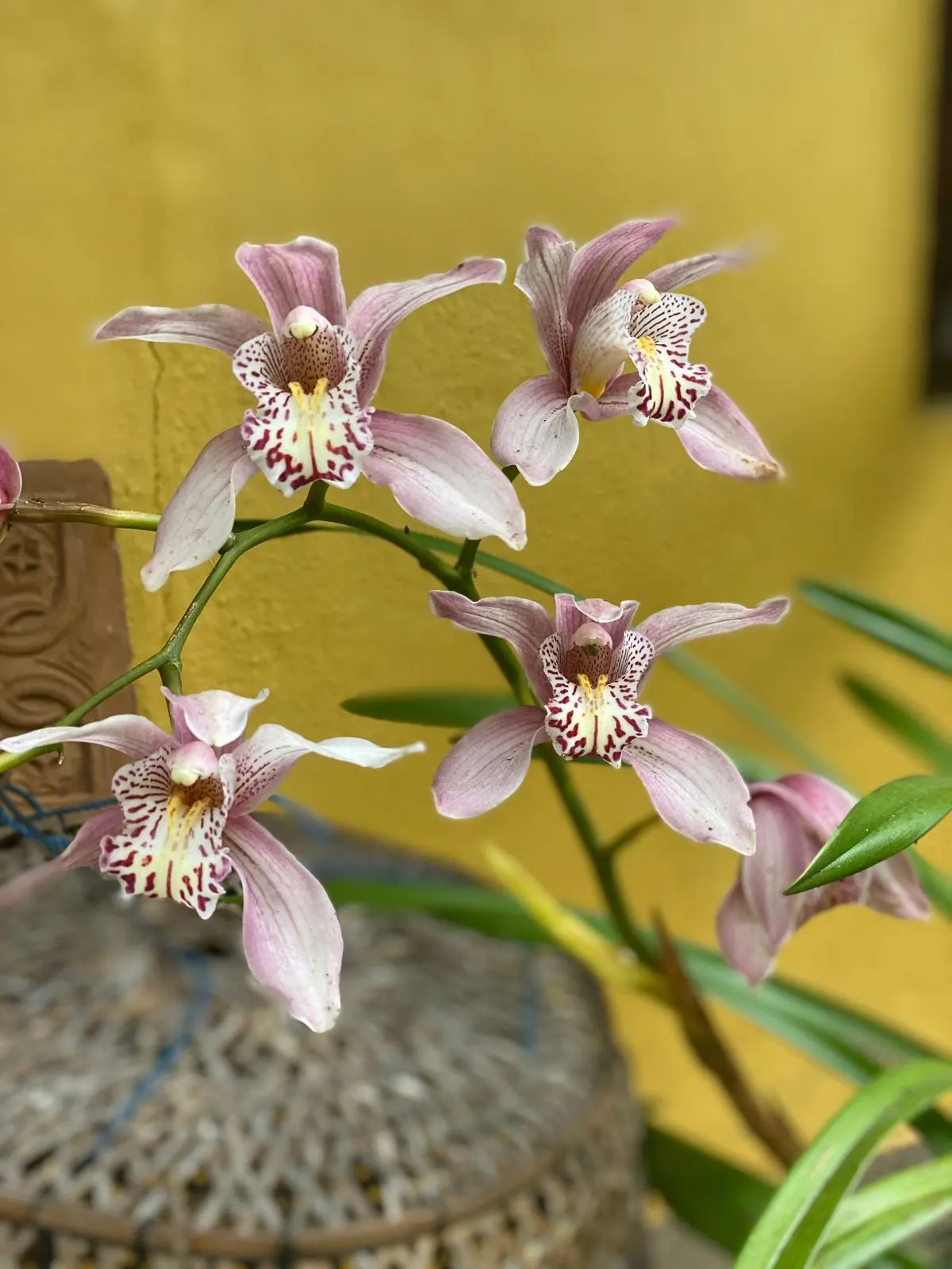 Pale pink cymbidium orchids against a warm ochre wall