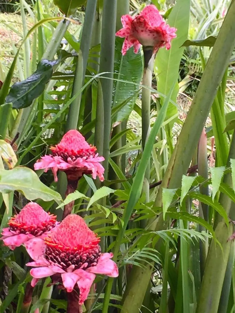 Pink torch-ginger flowers in the tropical garden