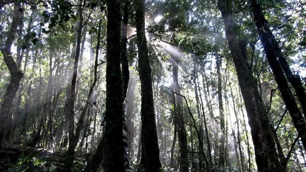 Sunbeams through the rainforest canopy