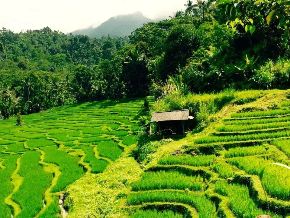 Emerald terraced rice paddies stepping down the hillside