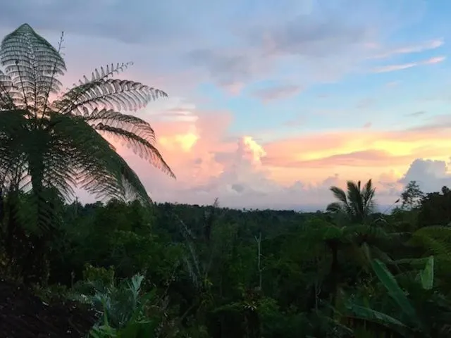 Sunset over the jungle valley with a tree-fern silhouette